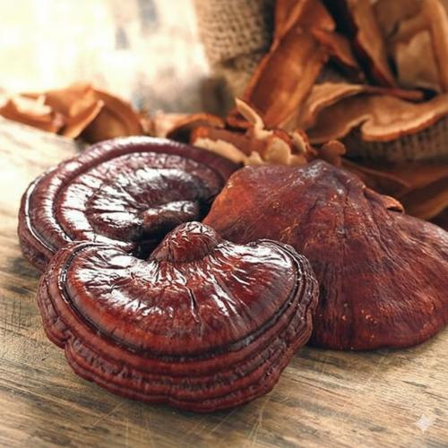 Nấm Linh Chi Bị Mốc Có Dùng Được Không? Cách Bảo Quản Nấm Linh Chi