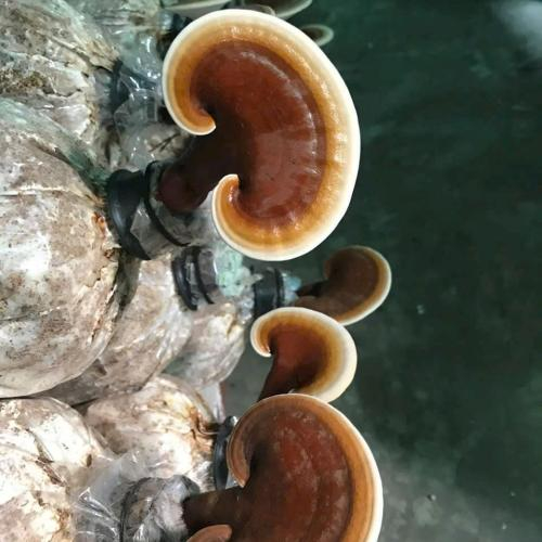 Dùng Theo Cách Này, Nấm Linh Chi Khô Sẽ VÔ CÙNG Tốt