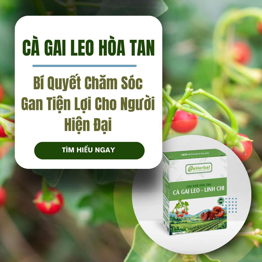 Cà Gai Leo Hòa Tan Là Gì? Bí Quyết Chăm Sóc Gan Tiện Lợi Cho Người Hiện Đại