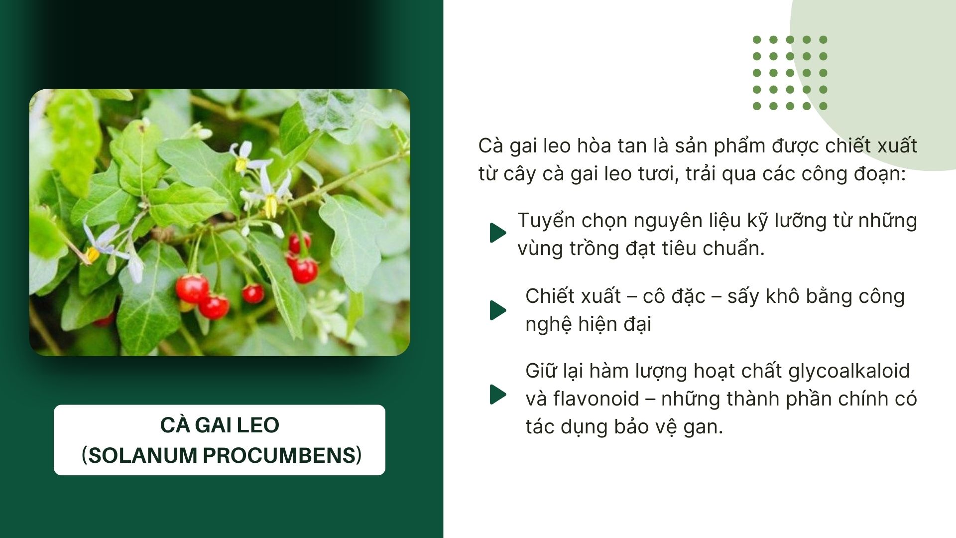 Cà gai leo hòa tan là gì?