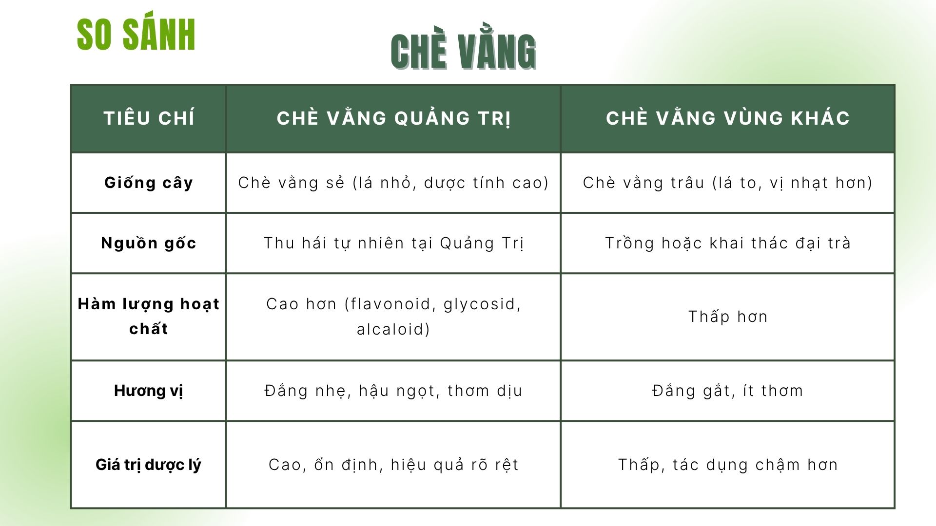 So sánh chè vằng Quảng Trị và chè vằng thông thường