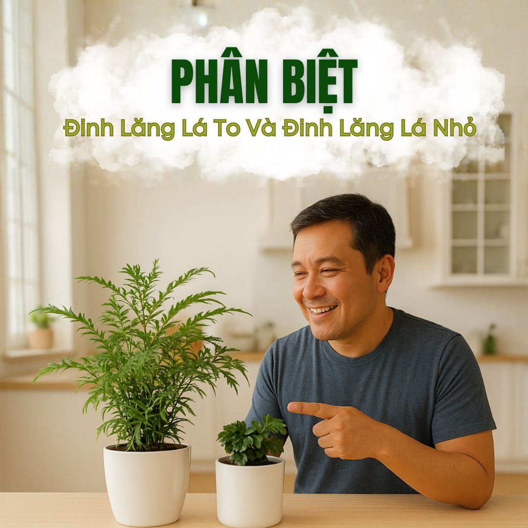 Bí Quyết Phân Biệt Cây Đinh Lăng Lá Nhỏ Và Lá To