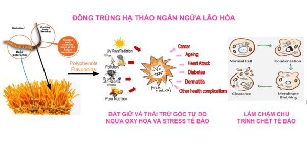 Có khả năng chống lão hoá