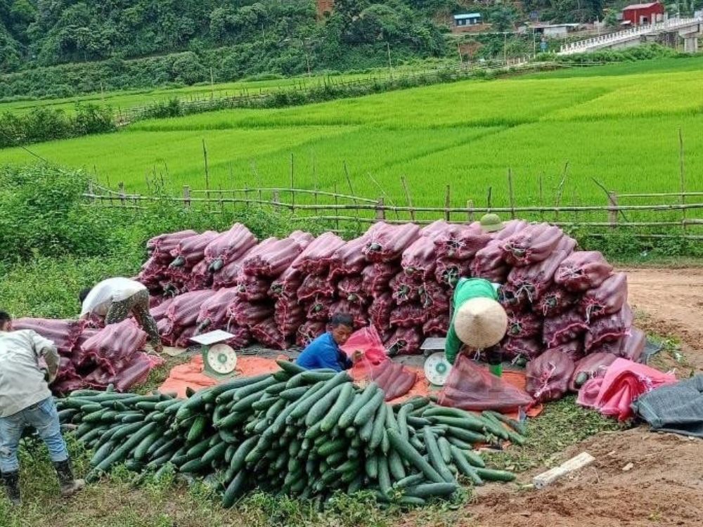 Thành phần và xuất xứ