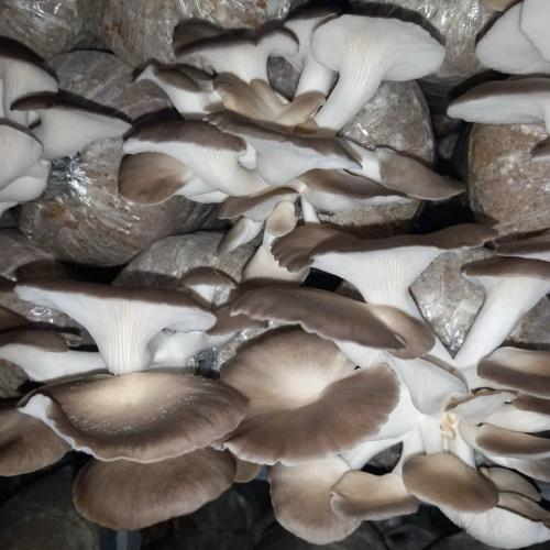 Trồng Nấm Bào Ngư Tại Nhà Có Khó Không?