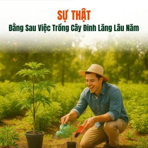 Sự Thật Đằng Sau Việc Trồng Cây Đinh Lăng Lâu Năm – Có Tốt Như Bạn Nghĩ?