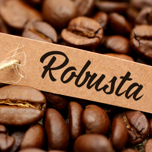 Robusta – “Chàng” cà phê mạnh mẽ từ thể chất đến hương vị