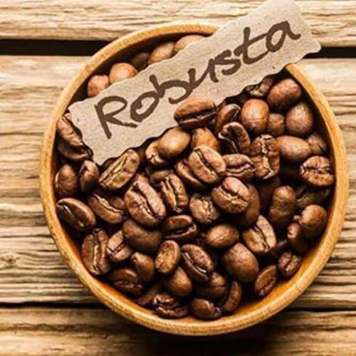 Tìm hiểu đặc điểm cà phê robusta – Hương cà phê Robusta
