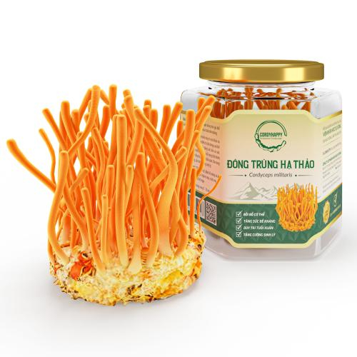 Đông Trùng Hạ Thảo