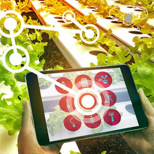 IoT nông nghiệp là gì? Tại sao nên ứng dụng IoT vào trong nông nghiệp?