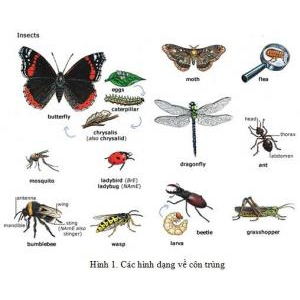 2- Bé tìm hiểu về các loại côn trùng