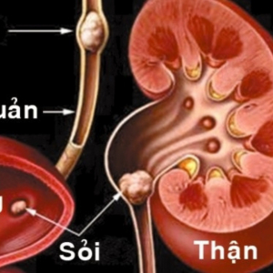 Bài 2: Hệ thống tiết niệu người