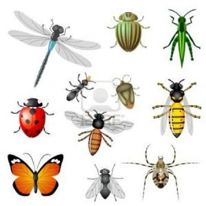 Bé tìm hiểu về các loại côn trùng