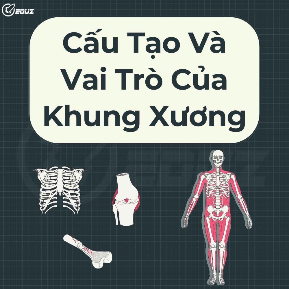 Sơ Cấp Cứu Thường Thức: Khung Xương