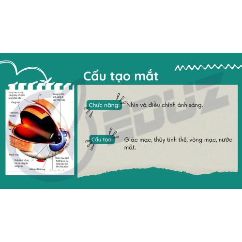 3. Mắt – Cửa sổ nhìn ra thế giới: