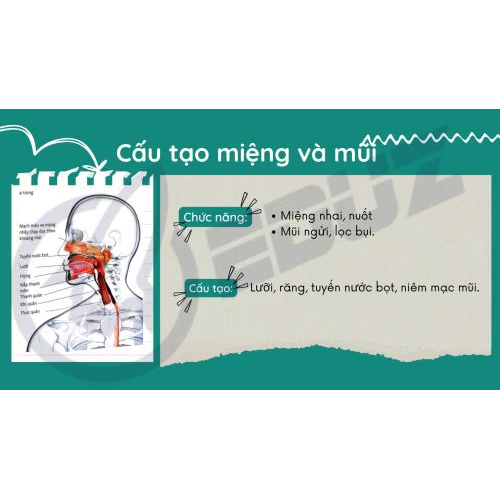 5. Miệng và Mũi – Lối vào của cơ thể: