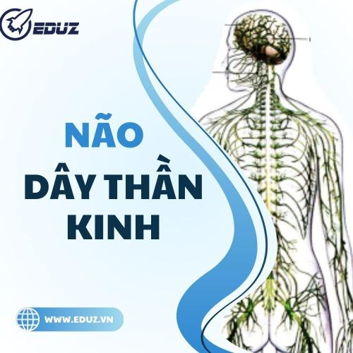 Sách Sơ Cấp Cứu Thường Thức: Não Và Dây Thần kinh