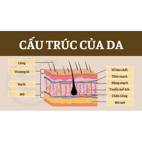 2/ Cấu Trúc Của Da